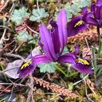 Iris reticulata Flor