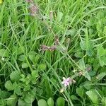 Silene fuscata Habitus