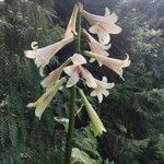 Cardiocrinum giganteum Flor