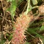 Trifolium angustifolium Fula