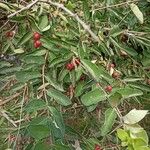 Lonicera maackii Fruit
