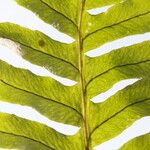 Polypodium interjectum Blad