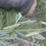 Indigofera lespedezioides Hoja