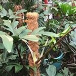 Philodendron pedatum Кора