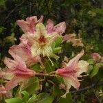 Rhododendron triflorum Flower