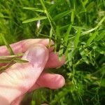 Vicia parviflora Fuelha