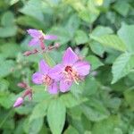 Rhexia virginica 花