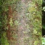 Eperua rubiginosa Corteza