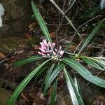 Psychotria ferdinandi-muelleri Hábito