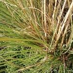 Cortaderia selloana Blad