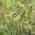 Atriplex hortensis Habit