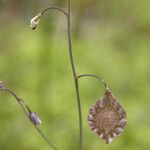 Thysanocarpus curvipes Φρούτο