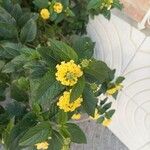 Lantana aculeata Flors