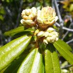 Rhododendron columbianum Flor