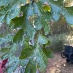 Quercus stellata Leaf