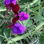 Lathyrus odoratus Blomma