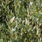 Salix repens Otro