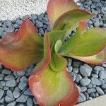 Kalanchoe tetraphylla 形態