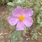 Cistus albidus Flower