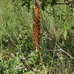 Orobanche elatior Blodyn