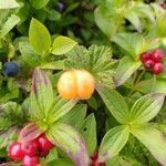 Rubus chamaemorus Frukto