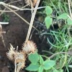 Arctium minus ഫലം