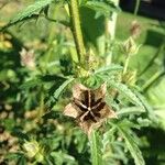 Hibiscus cannabinus Fruit