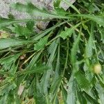 Leucanthemum coronopifolium List