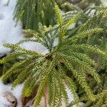 Lycopodium dendroideum Foglia