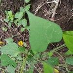 Ipomoea cordatotriloba Leaf