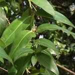 Kraussia floribunda Fruto