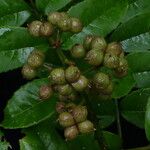 Zanthoxylum oxyphyllum Hábito