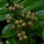 Zanthoxylum oxyphyllum ᱛᱟᱦᱮᱸ