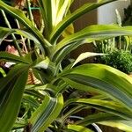 Dracaena reflexaList