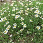 Anthemis ruthenica Feuille