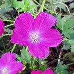Callirhoe digitata Flower