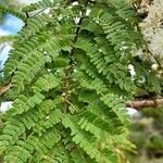 Mimosa bimucronata Leaf