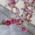 Salsola oppositifolia Blomma
