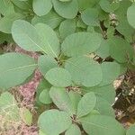 Cotinus coggygria Levél