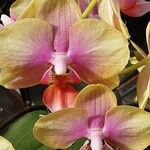 Phalaenopsis amabilis Květ