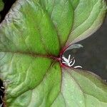 Ligularia dentata Leaf