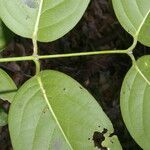 Cuervea kappleriana Leaf