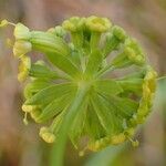 Bupleurum petraeum Feuille