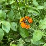 Pilosella guthnikiana Flower