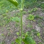 Smilax tamnoides Blatt