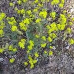 Helianthemum squamatum Flor