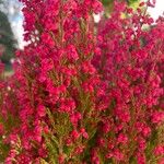 Erica gracilis Flor