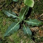 Goodyera oblongifolia Leaf