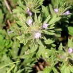 Verbena bracteata Flower