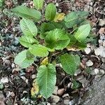 Rumex obtusifolius Hoja